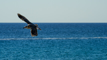 Juvenile seagull with brown speckled plumage flying over the deep blue Aegean Sea in Greece representing young coastal wildlife and freedom