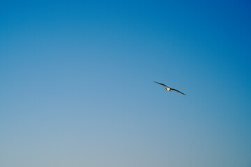 Small seagull flying high in a vast, clear blue sky in Greece with immense copy space representing freedom, open horizons, and tranquil summer travel