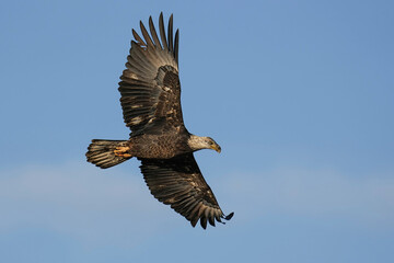 Juvenile Bald Eagle Flying Sunset