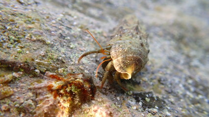 Mediterranean rocky shore hermit crab or Mediterranean intertidal hermit crab (Clibanarius erythropus) in common cerith (Thericium vulgatum) shell undersea, Ligurian Sea, Italy, Imperia