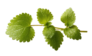 Close-up of fresh green leaves on a stem