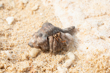 沖縄のビーチを歩くオカヤドカリ