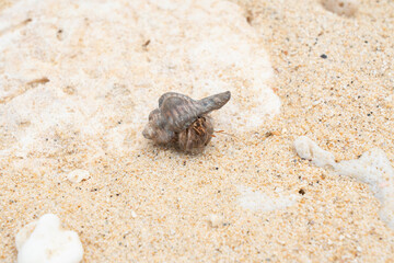 沖縄のビーチを歩くオカヤドカリ