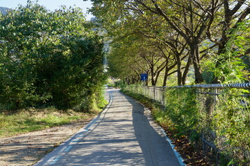 Obraz premium Tree‑Lined Lane beside Chain‑Link Fence