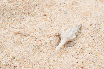 沖縄のビーチを歩くオカヤドカリ