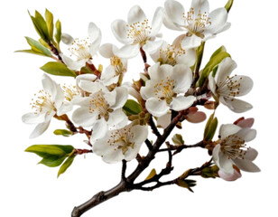 Obraz premium Firefly Single Flowering Tree Branch with White Blossoms, Front View, Isolated on White Background