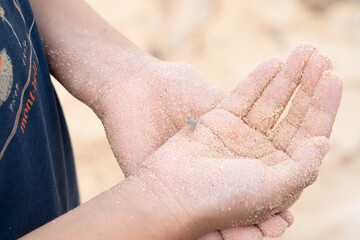 子どもが捕まえたちっちゃいスナガニ