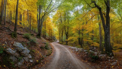 Winding dirt path through a vibrant forest ablaze with autumn foliage