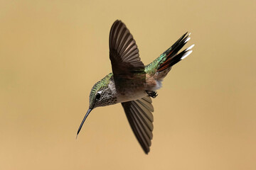 Broad-tailed Hummingbird Flight