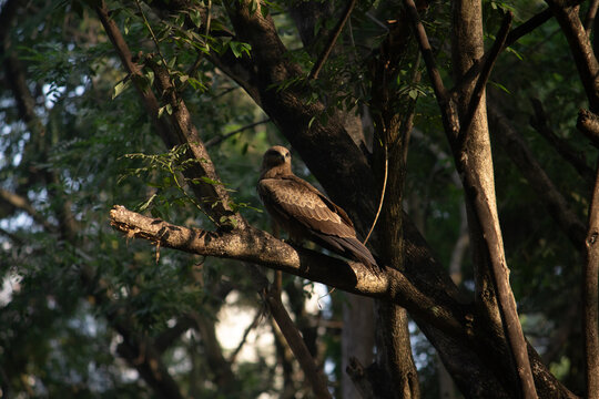 Hawk on a tree branch