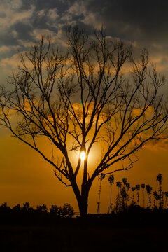 Sunset in the park 