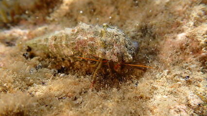 Mediterranean rocky shore hermit crab or Mediterranean intertidal hermit crab (Clibanarius erythropus) in common cerith (Thericium vulgatum) shell undersea, Ligurian Sea, Italy, Imperia