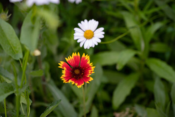 Fototapeta premium Bright white daisies bloom abundantly in a sunny garden setting during springtime, showcasing their vibrant yellow centers