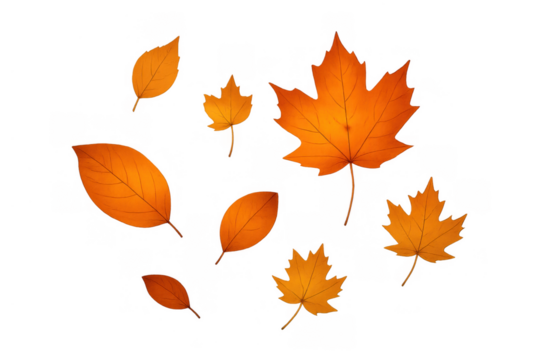 Autumn leaves falling, isolated on a transparent background, displaying vibrant orange and yellow colors of the season