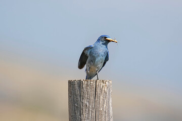 Mountain Bluebird - Grasshopper
