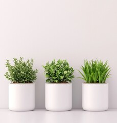 Three Potted Green Plants in Modern White Containers on Shelf
