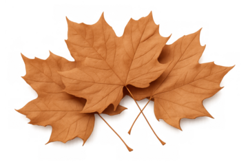 Three brown maple leaves drying, representing autumn season, fall foliage, and nature's cycle with transparent backdrop