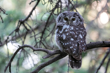 Boreal Owl - Colorado