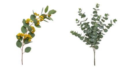 Eucalyptus branches with green leaves and yellow buds on transparent background isolated on a transparent background