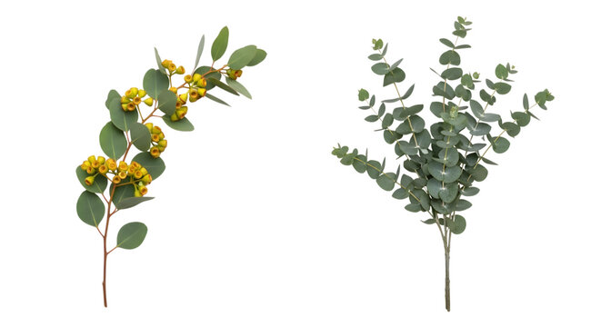 Eucalyptus branches with green leaves and yellow buds on transparent background isolated on a transparent background