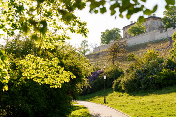 trees, forest, foliage, bark, leaf, canopy, vineyard, grapes, vine, agriculture, harvest, plantation, park, nature.