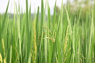 Ears of rice with green blurred background. Golden ear of paddy rice. Closeup the bunch ripe golden green paddy grain growing with plant. Rice field in India. Rice or paddy farming.