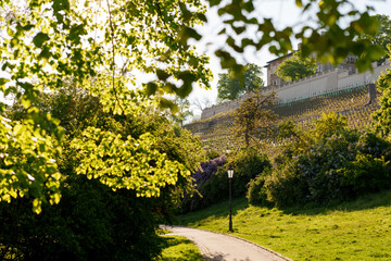 trees, forest, foliage, bark, leaf, canopy, vineyard, grapes, vine, agriculture, harvest, plantation, park, nature.