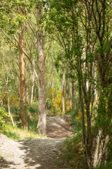 Fototapeta premium expansive gorselined countryside pathway, sunny grassy trail perfect for exercise and exploration