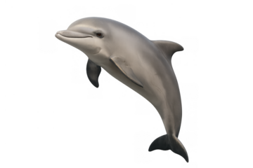 Dolphin leaping out of water with cheerful expression, active marine mammal on transparent background