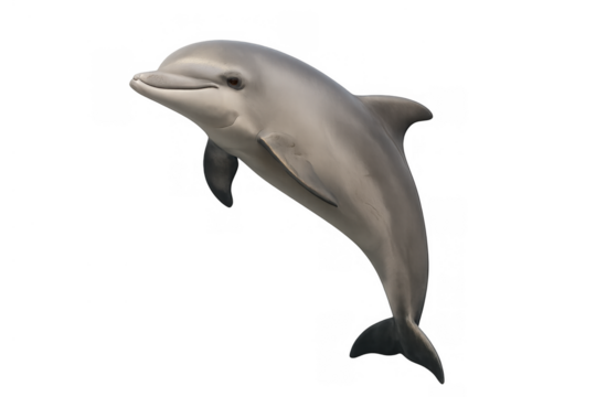 Dolphin leaping out of water with cheerful expression, active marine mammal on transparent background