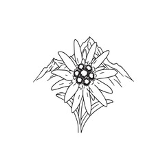 Edelweiss flower with mountain backdrop minimalist line art.