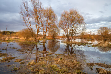 Field of trees with a body of water in the background