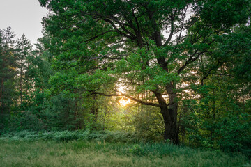 Obraz premium Large tree with a sun shining through its leaves