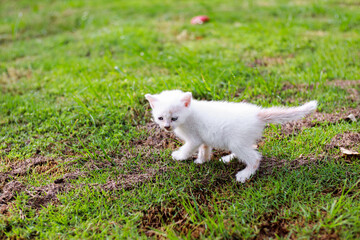 Adorable white kitten exploring a lush green lawn in natural light outdoors