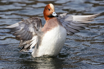 Eurasian Wigeon - Japan