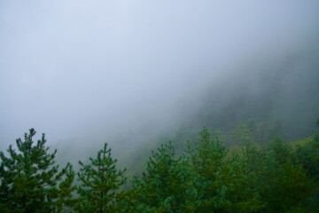 Misty Pines below Ihwa Pass