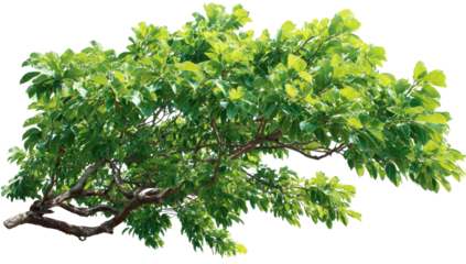 Lush green branches and leaves extend horizontally