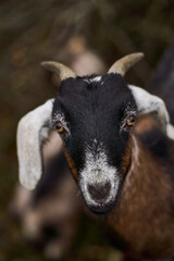 Golden light black faced goat gaze with soft bokeh and warm highlights, detailed fur texture, alert expression, curved horns