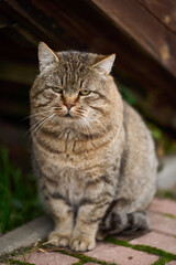 regal tabby cat near doorway perched on wooden step with proud posture, dense striped coat, narrowed gaze, quiet rural atmosphere,