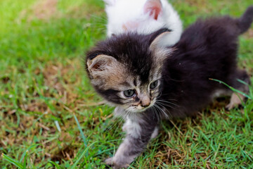 Adorable kitten exploration a baby feline ventures onto the green grass with curiosity