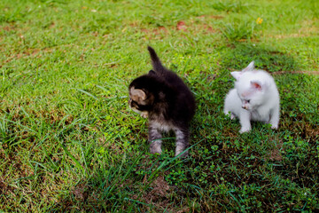 Two adorable kittens exploring in a vibrant green grassy backyard setting