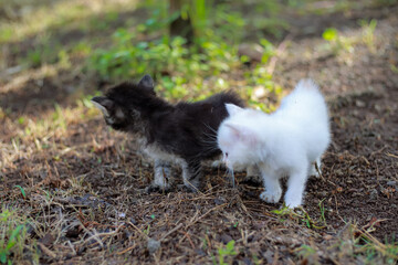 Fototapeta premium Two adorable kittens exploring the outdoors a black one and a white one together