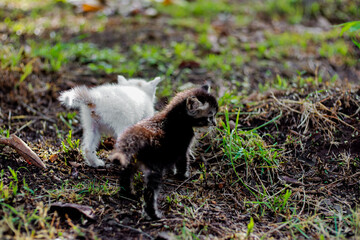 Adorable Kitten Duo Exploring Nature: A Black and White Kitten Adventure Outdoors