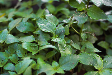Close-up of vibrant green leaves glistening with fresh raindrops in natural light