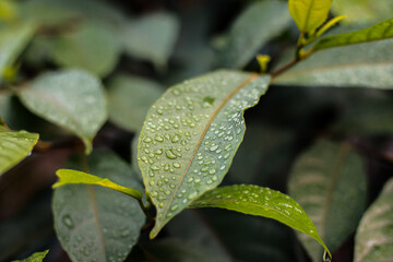 Fresh green foliage glistening with raindrops on a rainy day closeup view