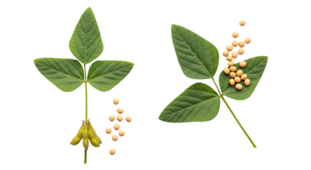 Green soybean leaves with pods and scattered dried beans isolated on a transparent background plant