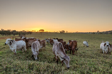 cattle grazing in the late afternoon