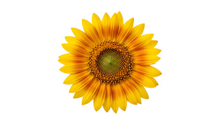 Fototapeta premium A single, beautiful sunflower in full bloom with vibrant yellow and orange petals, isolated on a pure white background.