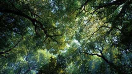 Above, a vast canopy of leaves, sunlight filtering through the gaps

