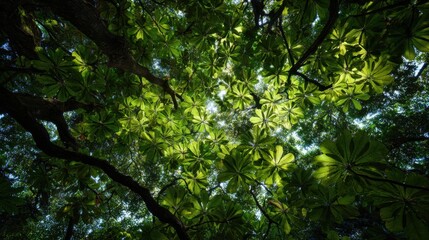 Fototapeta premium Above, a vast canopy of leaves, sunlight filtering through the gaps 